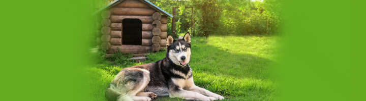 hundehuette kategorieeinstiegsbanner hundehuette kategorieeinstiegsbanner